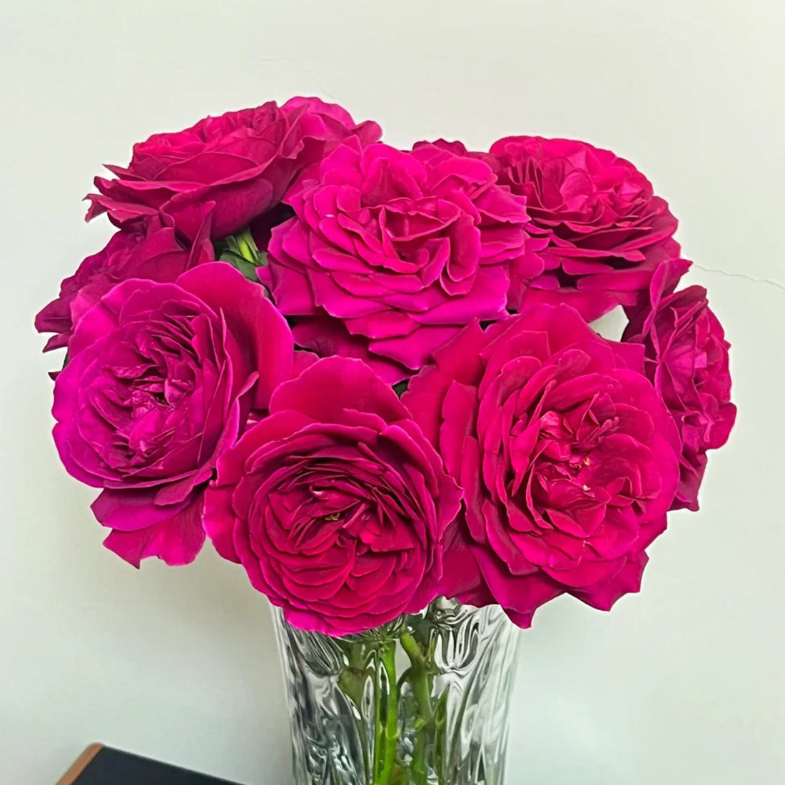 Femme Fatale Japanese Florist Shrub Rose