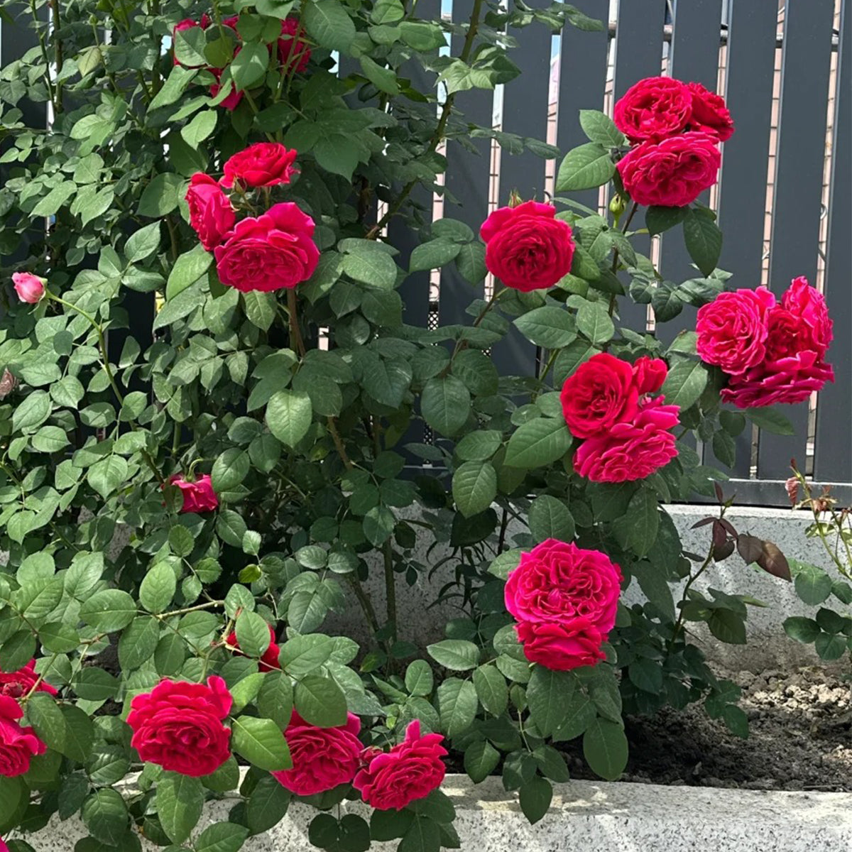 Femme Fatale Japanese Florist Shrub Rose