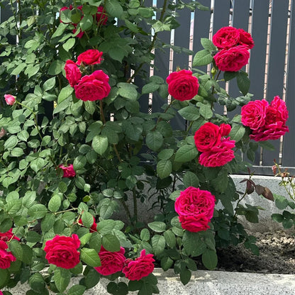 Femme Fatale Japanese Florist Shrub Rose