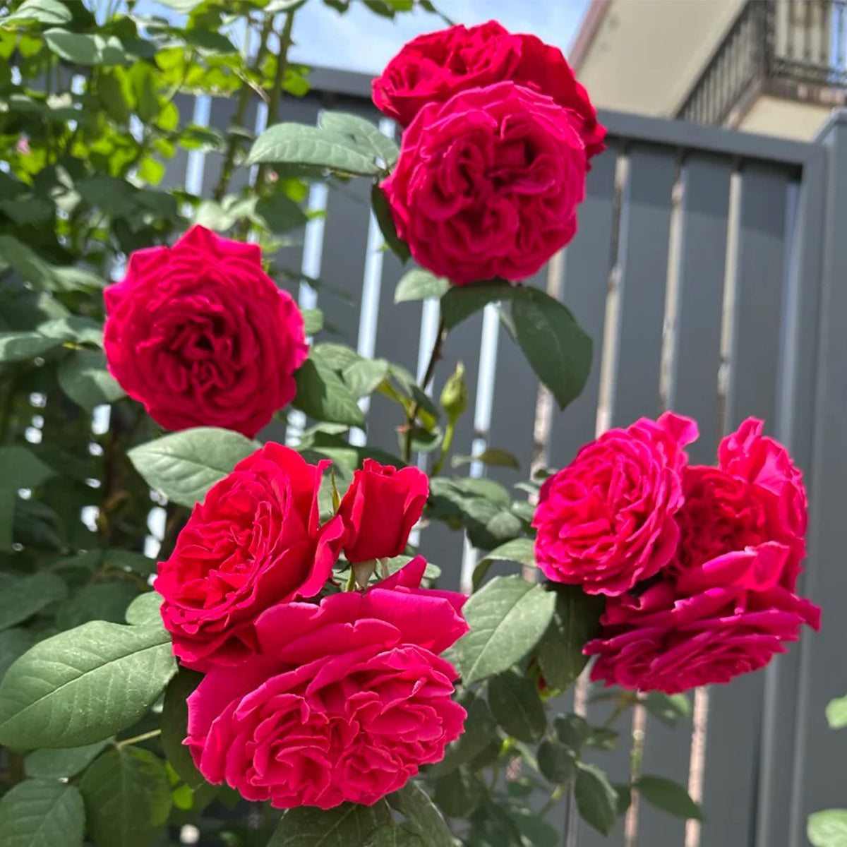 Femme Fatale Japanese Florist Shrub Rose