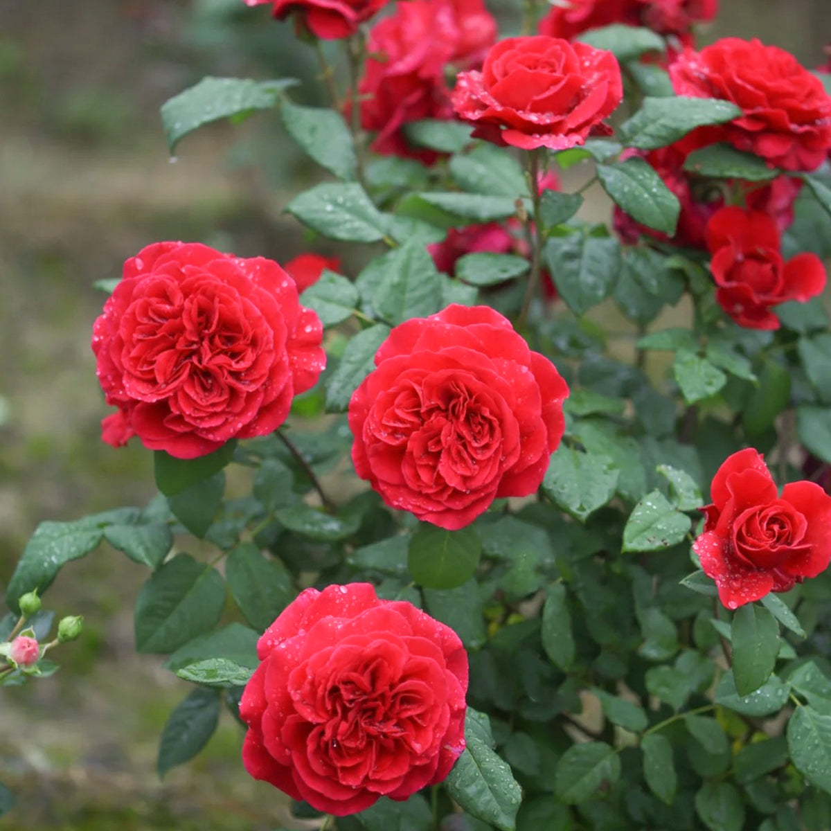 Femme Fatale Japanese Florist Shrub Rose