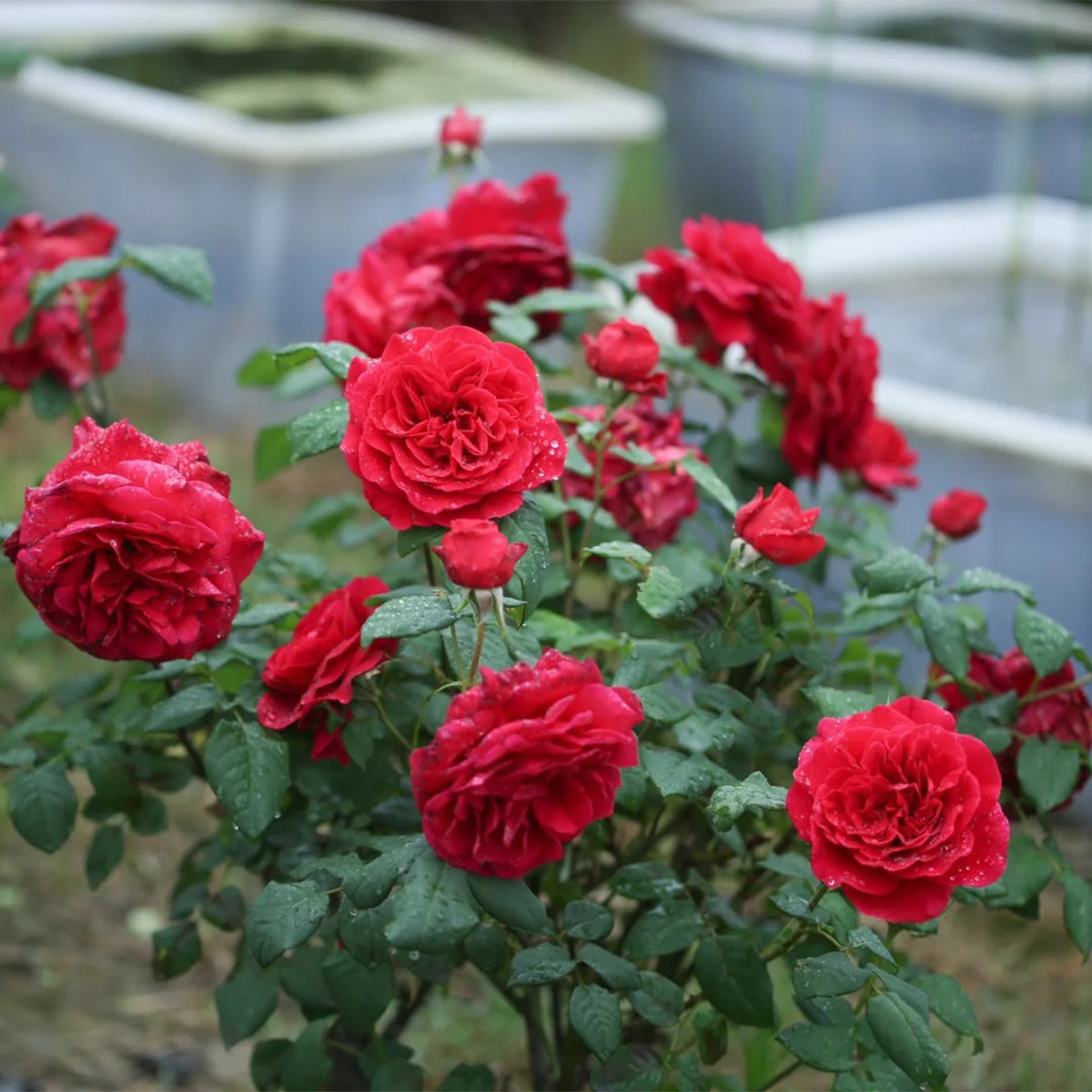 Femme Fatale Japanese Florist Shrub Rose