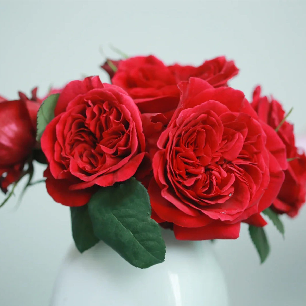 Femme Fatale Japanese Florist Shrub Rose