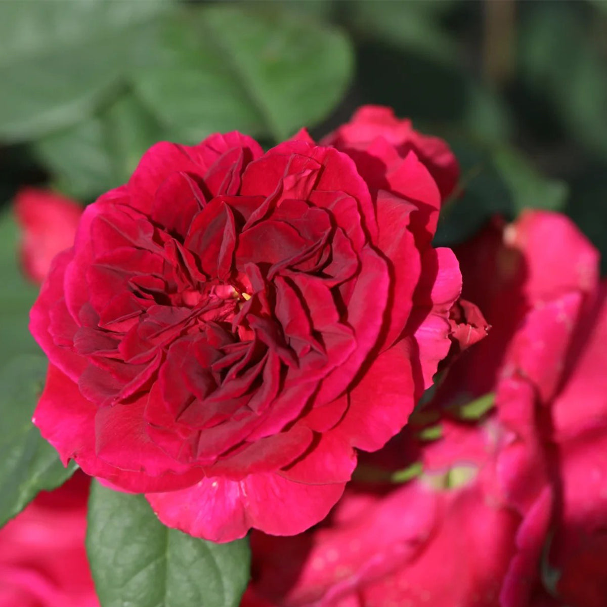 Femme Fatale Japanese Florist Shrub Rose