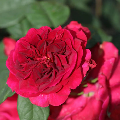 Femme Fatale Japanese Florist Shrub Rose