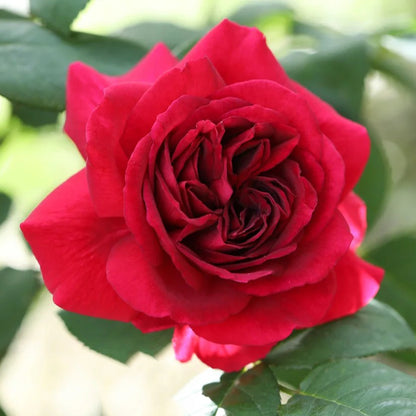 Femme Fatale Japanese Florist Shrub Rose