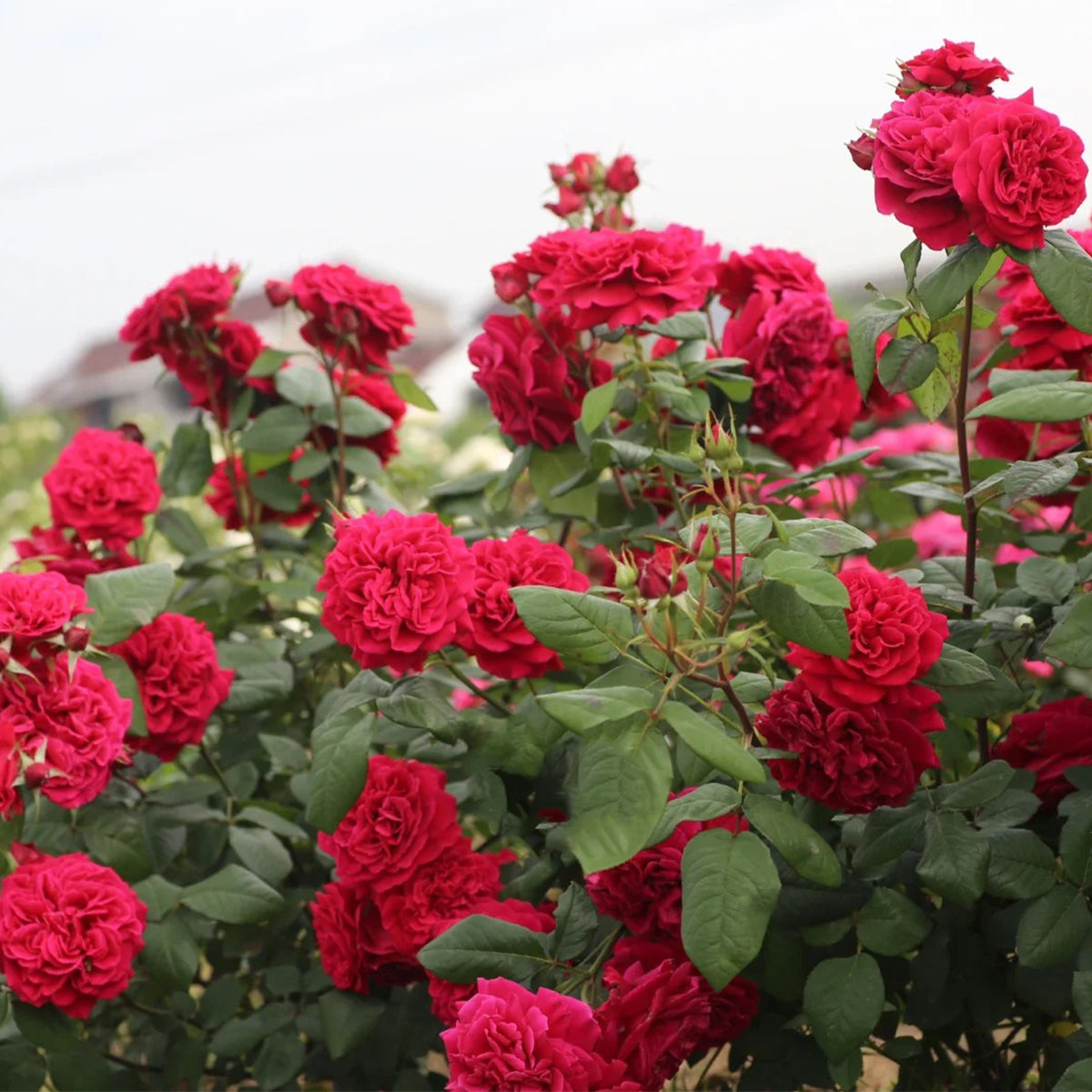 Femme Fatale Japanese Florist Shrub Rose