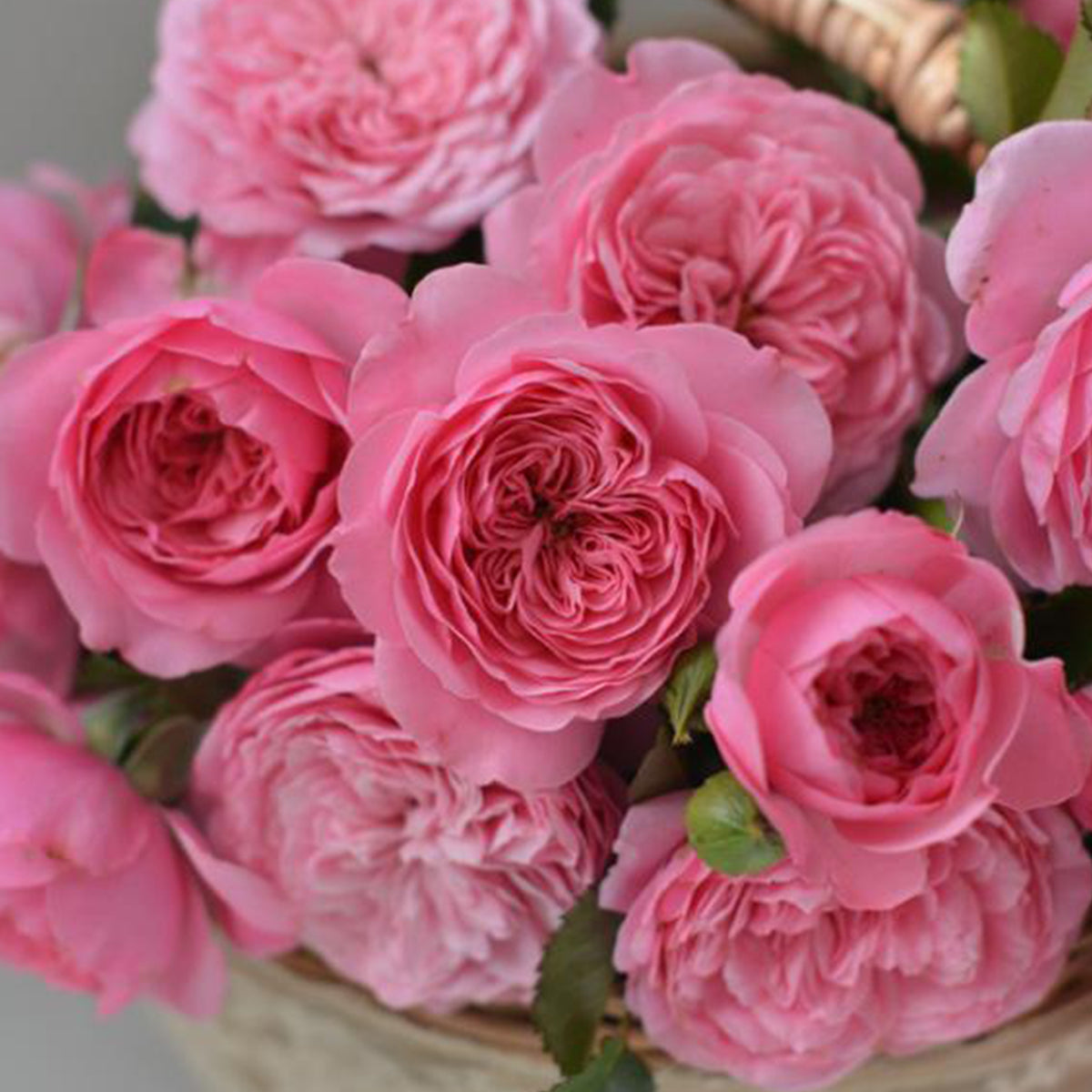Makiko Kawamoto – Highgarden Roses