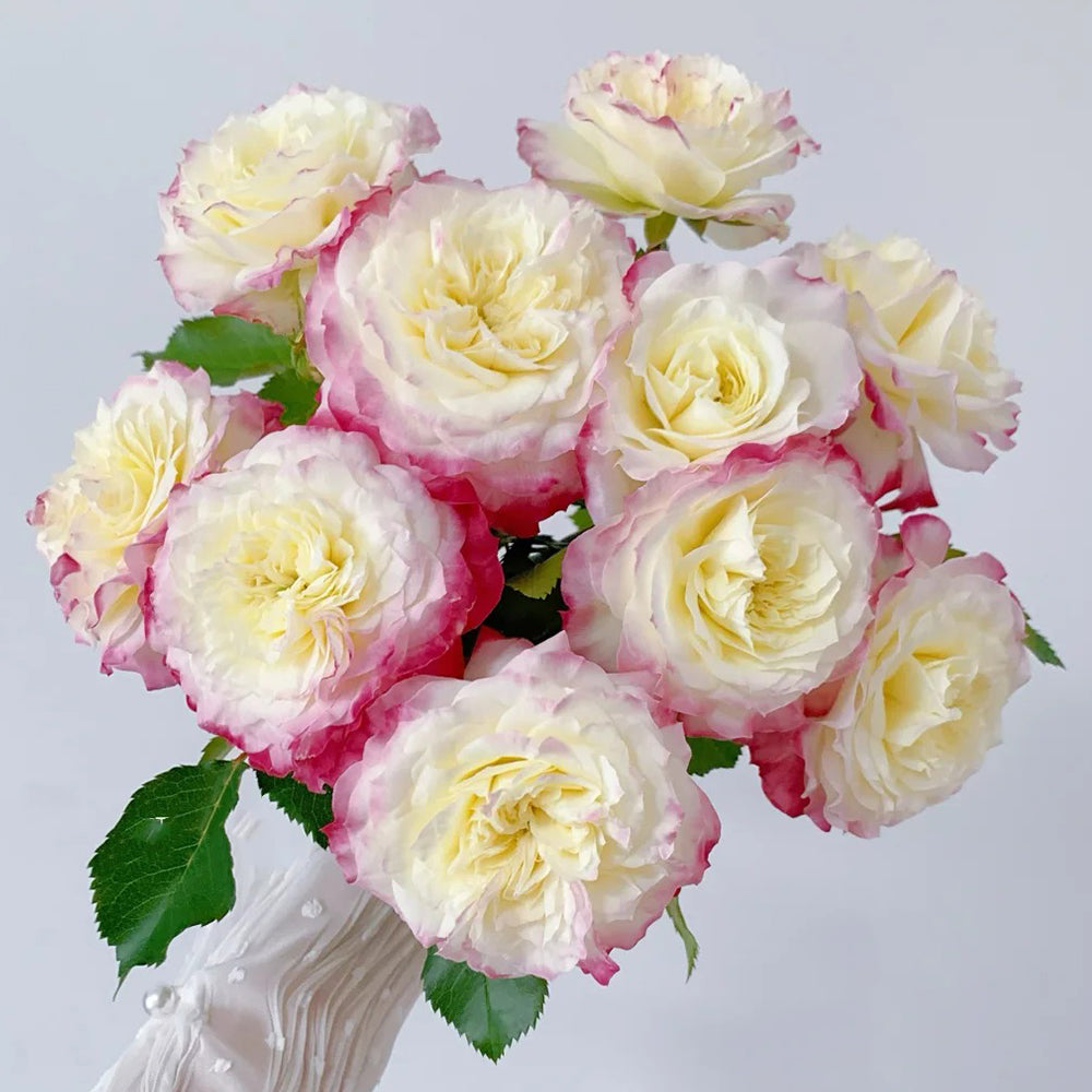 First Blush Chinese Florist Shrub Rose