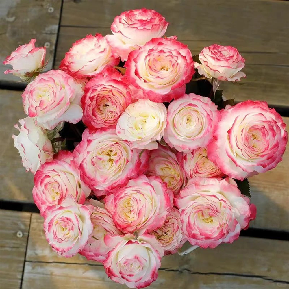 First Blush Chinese Florist Shrub Rose