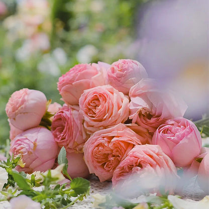 First Lady German Florist Shrub Rose