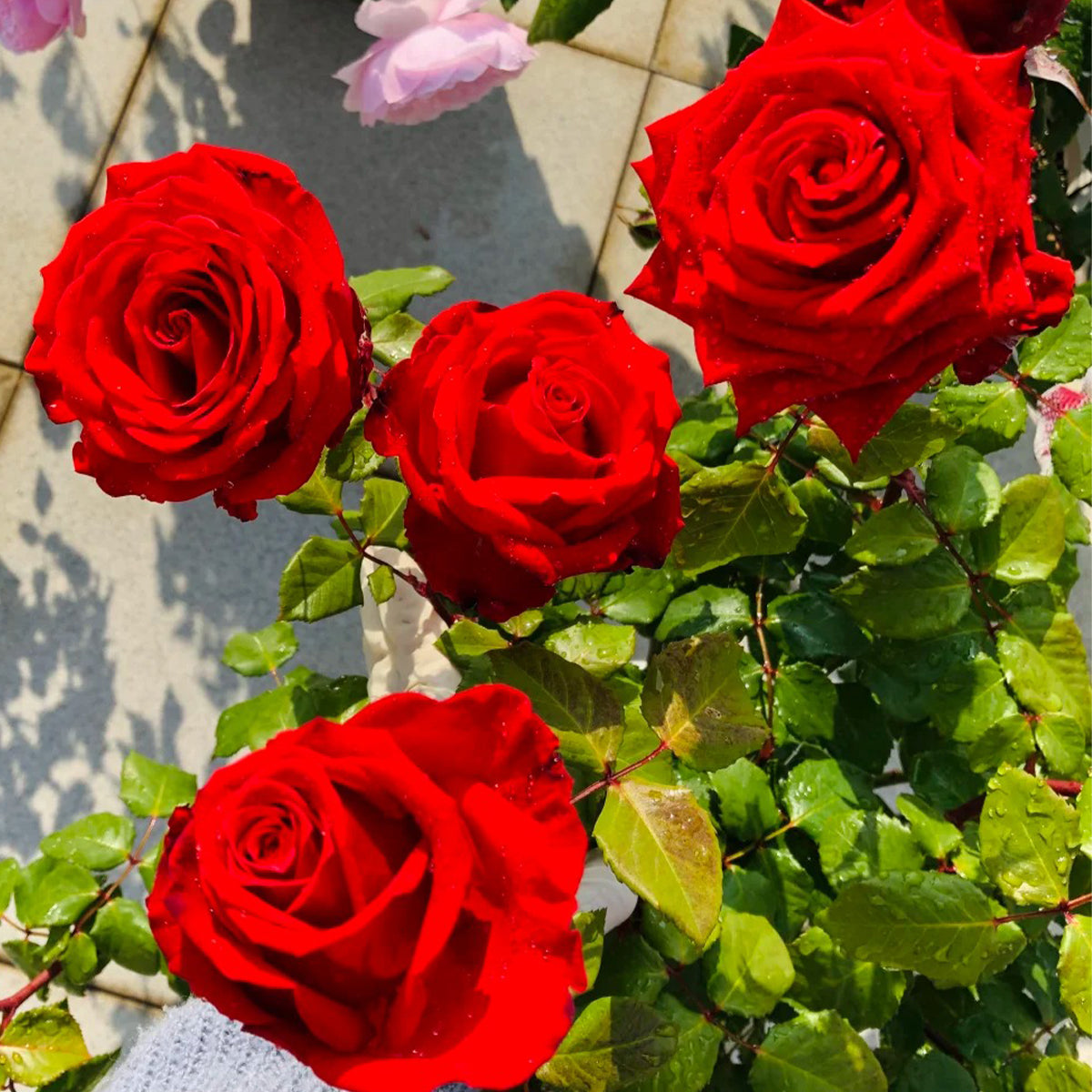 First Love Florist Shrub Rose