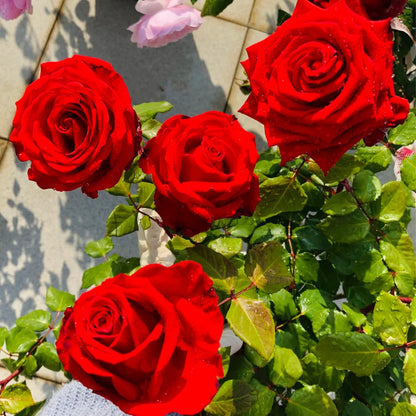 First Love Florist Shrub Rose
