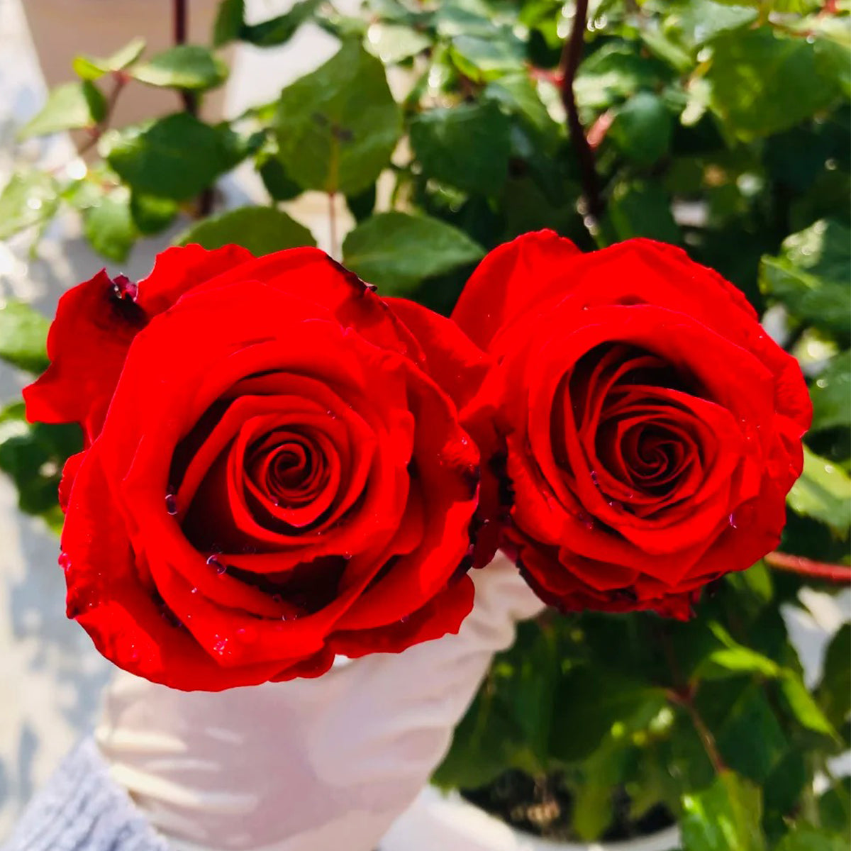 First Love Florist Shrub Rose