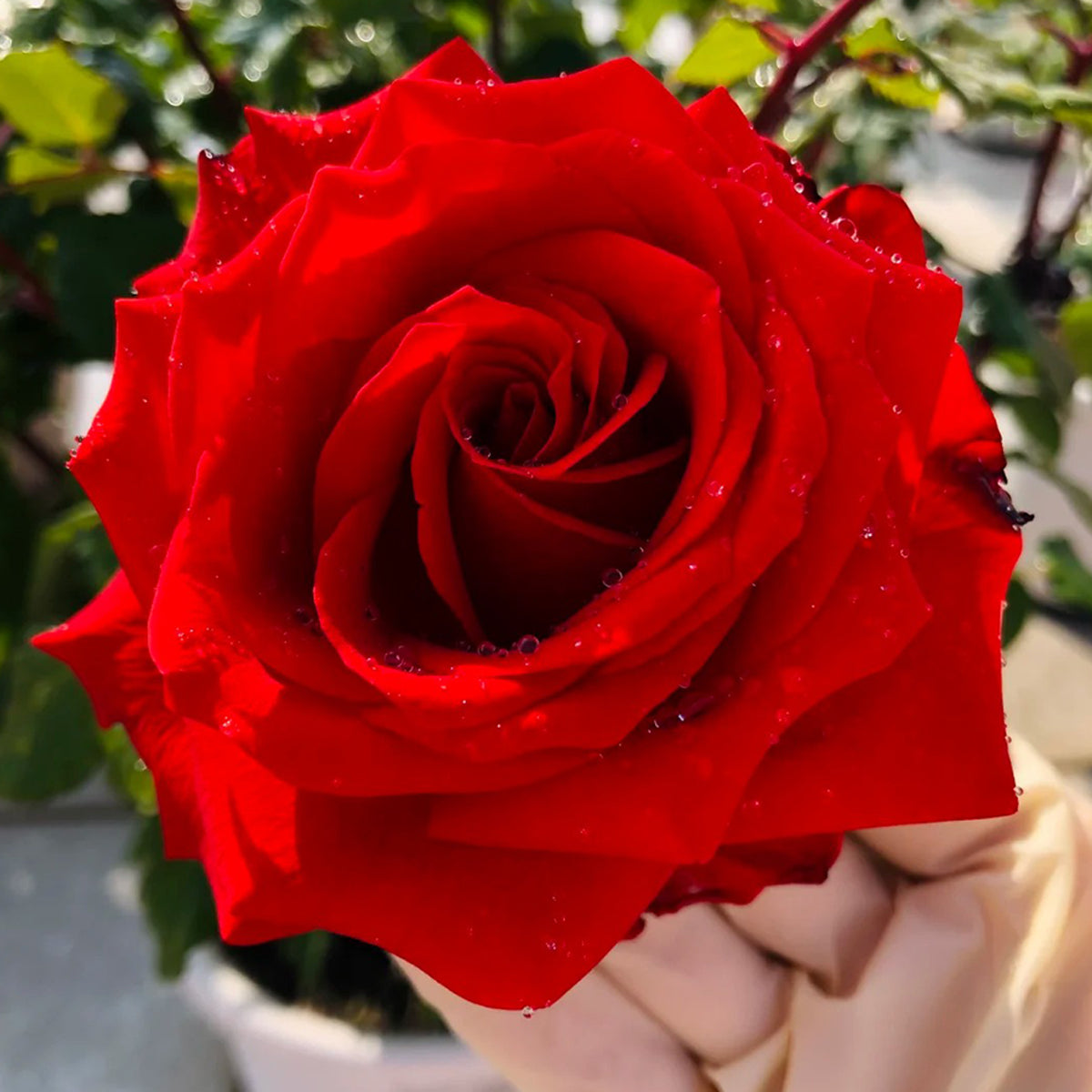 First Love Florist Shrub Rose