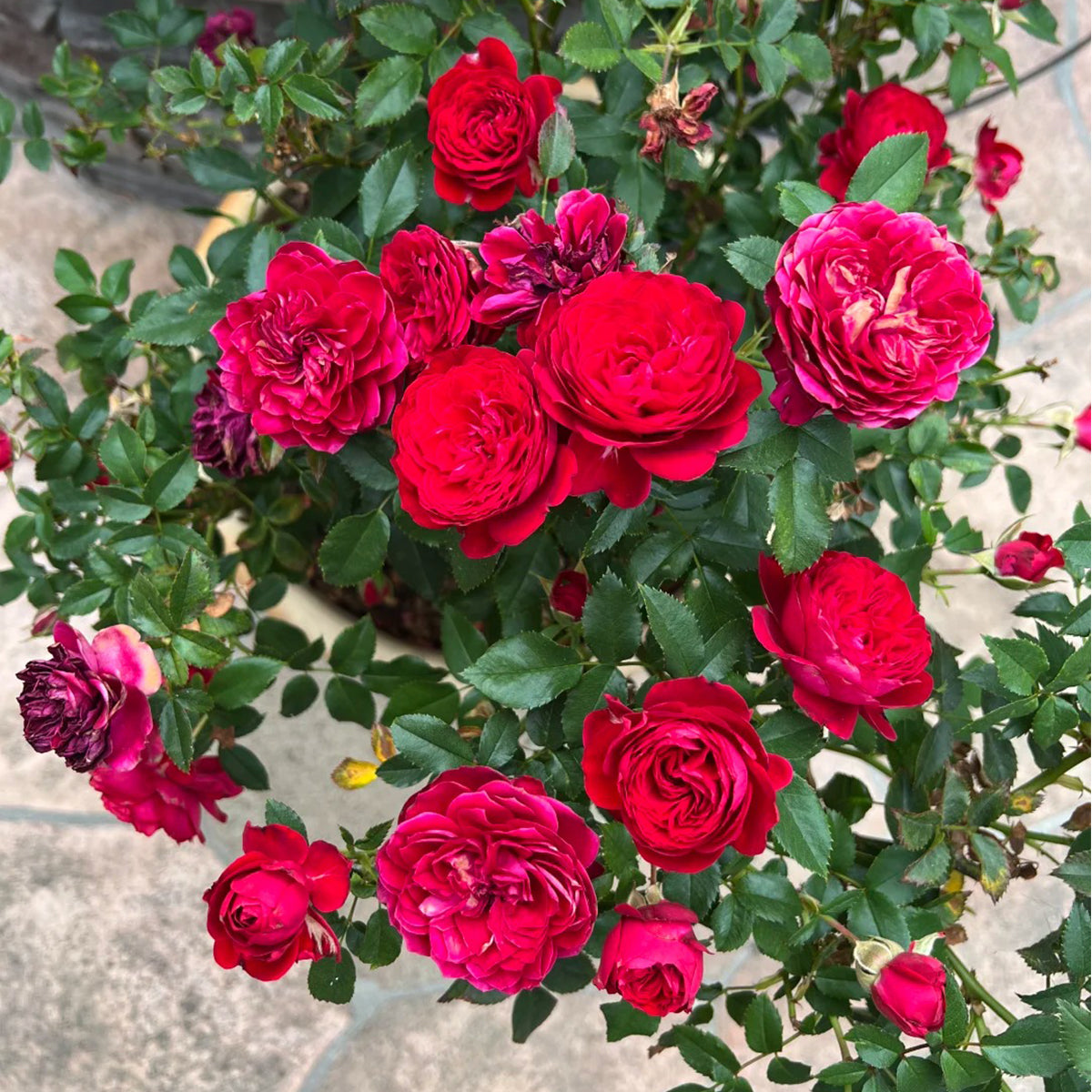 First Love Florist Shrub Rose