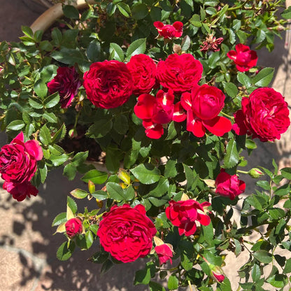 First Love Florist Shrub Rose