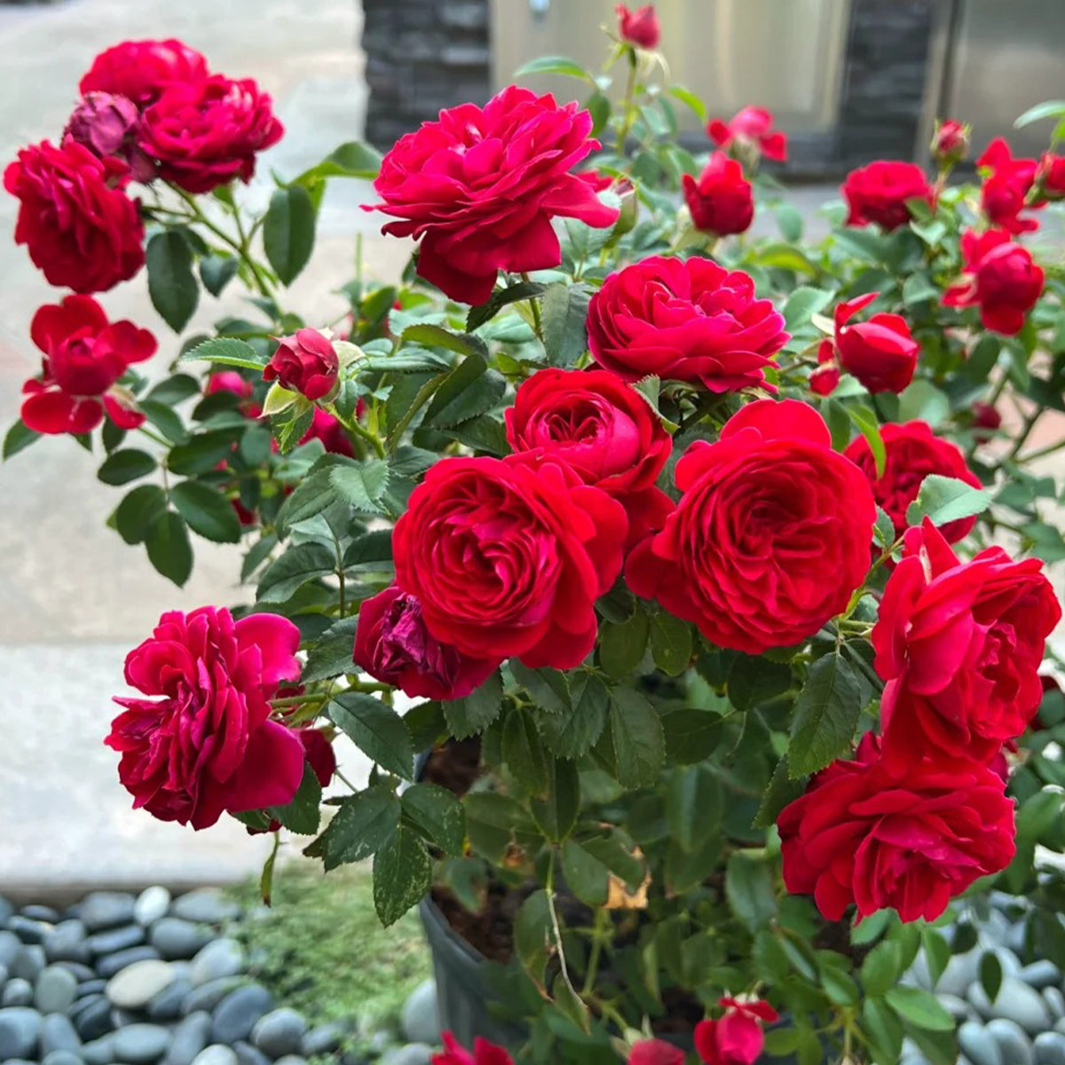 First Love Florist Shrub Rose