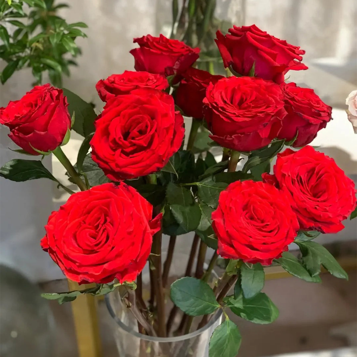 First Love Florist Shrub Rose