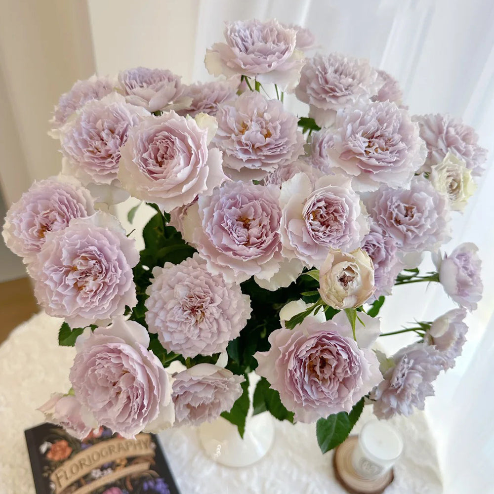 Floating Moon Chinese Florist Shrub Rose