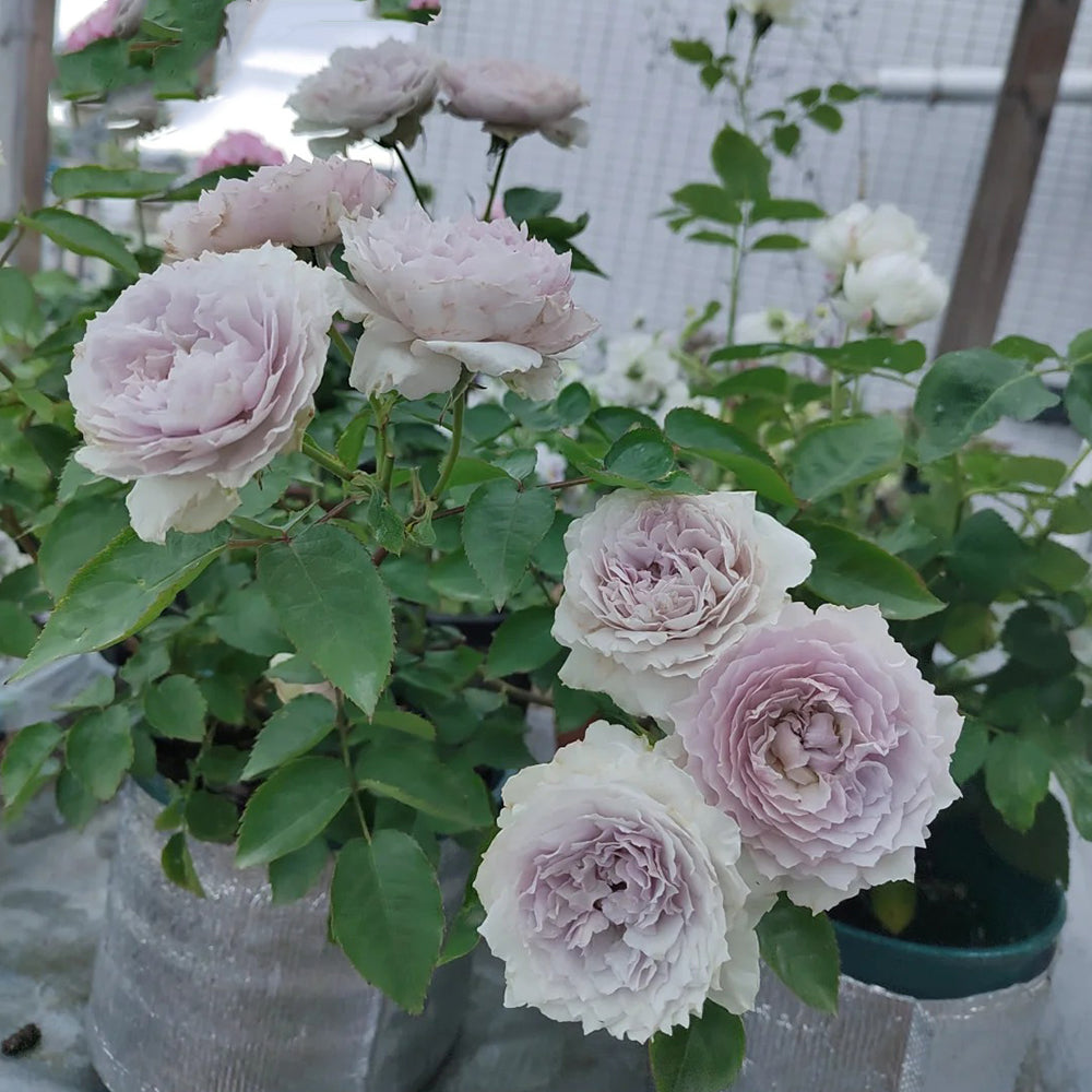 Floating Moon Chinese Florist Shrub Rose