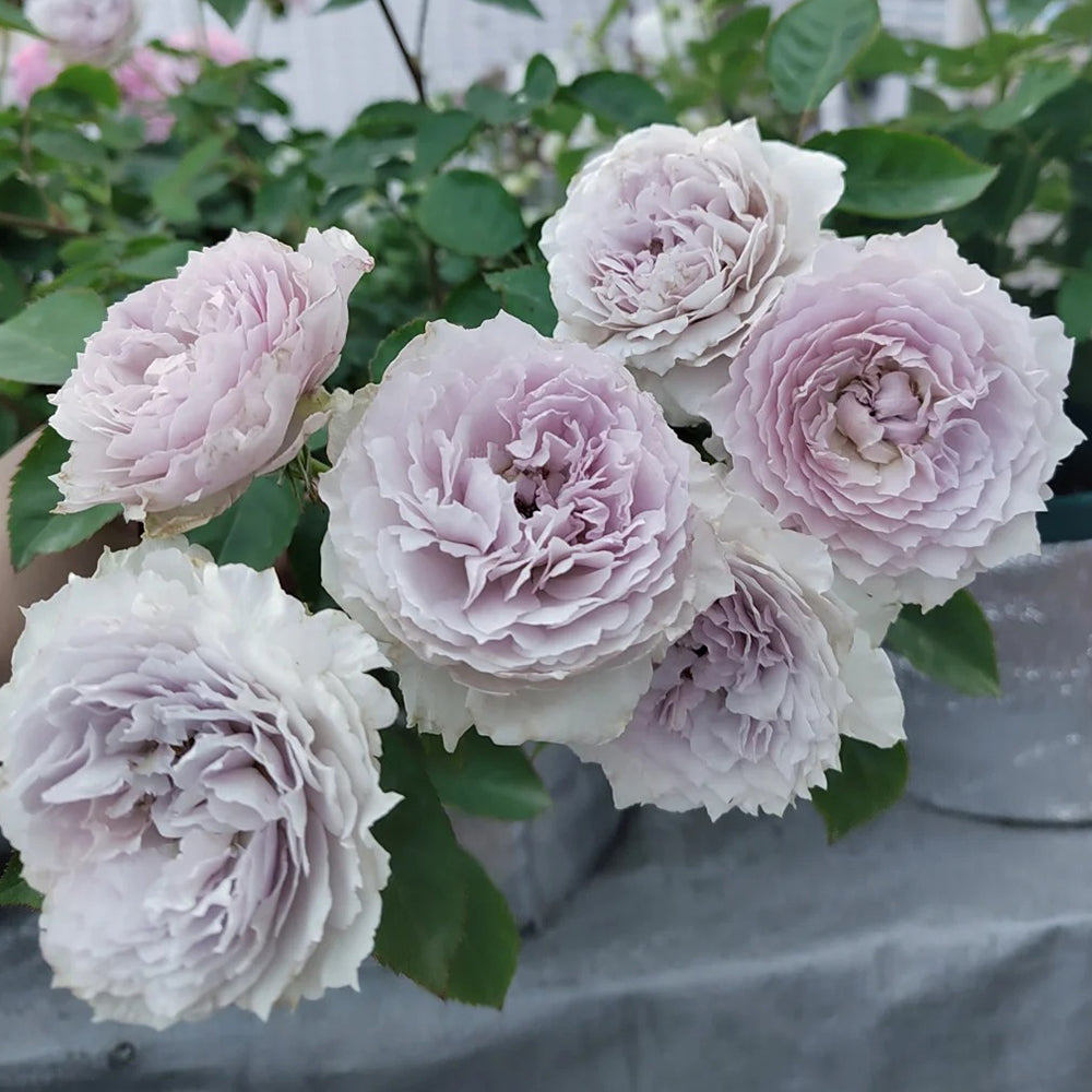 Floating Moon Chinese Florist Shrub Rose