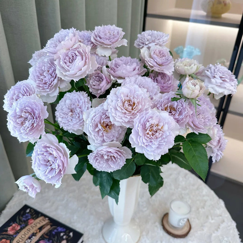 Floating Moon Chinese Florist Shrub Rose
