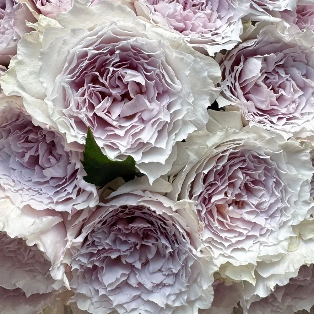 Floating Moon Chinese Florist Shrub Rose