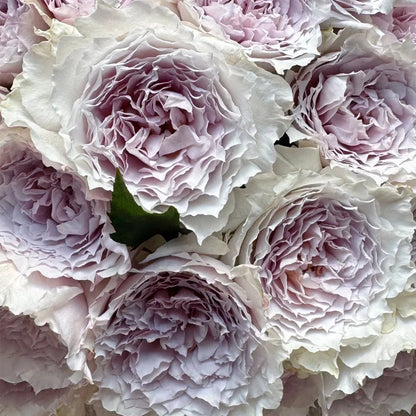 Floating Moon Chinese Florist Shrub Rose