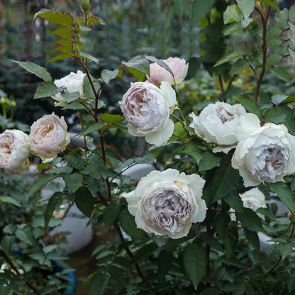 Floating Moon Chinese Florist Shrub Rose