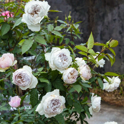 Floating Moon Chinese Florist Shrub Rose