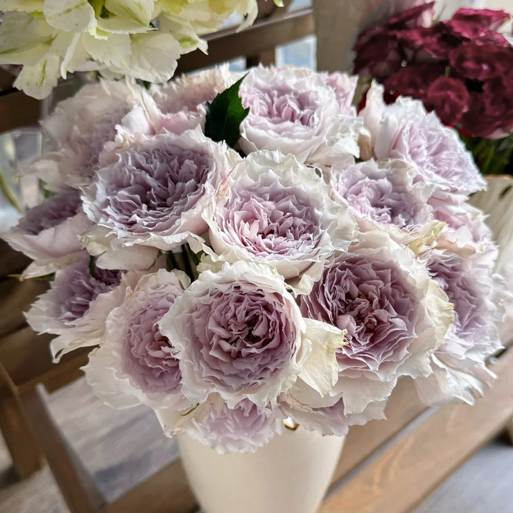 Floating Moon Chinese Florist Shrub Rose