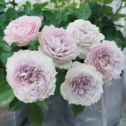 Floating Moon Chinese Florist Shrub Rose