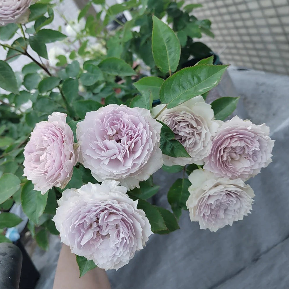 Floating Moon Chinese Florist Shrub Rose