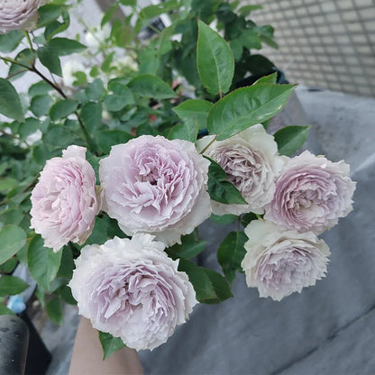 Floating Moon Chinese Florist Shrub Rose