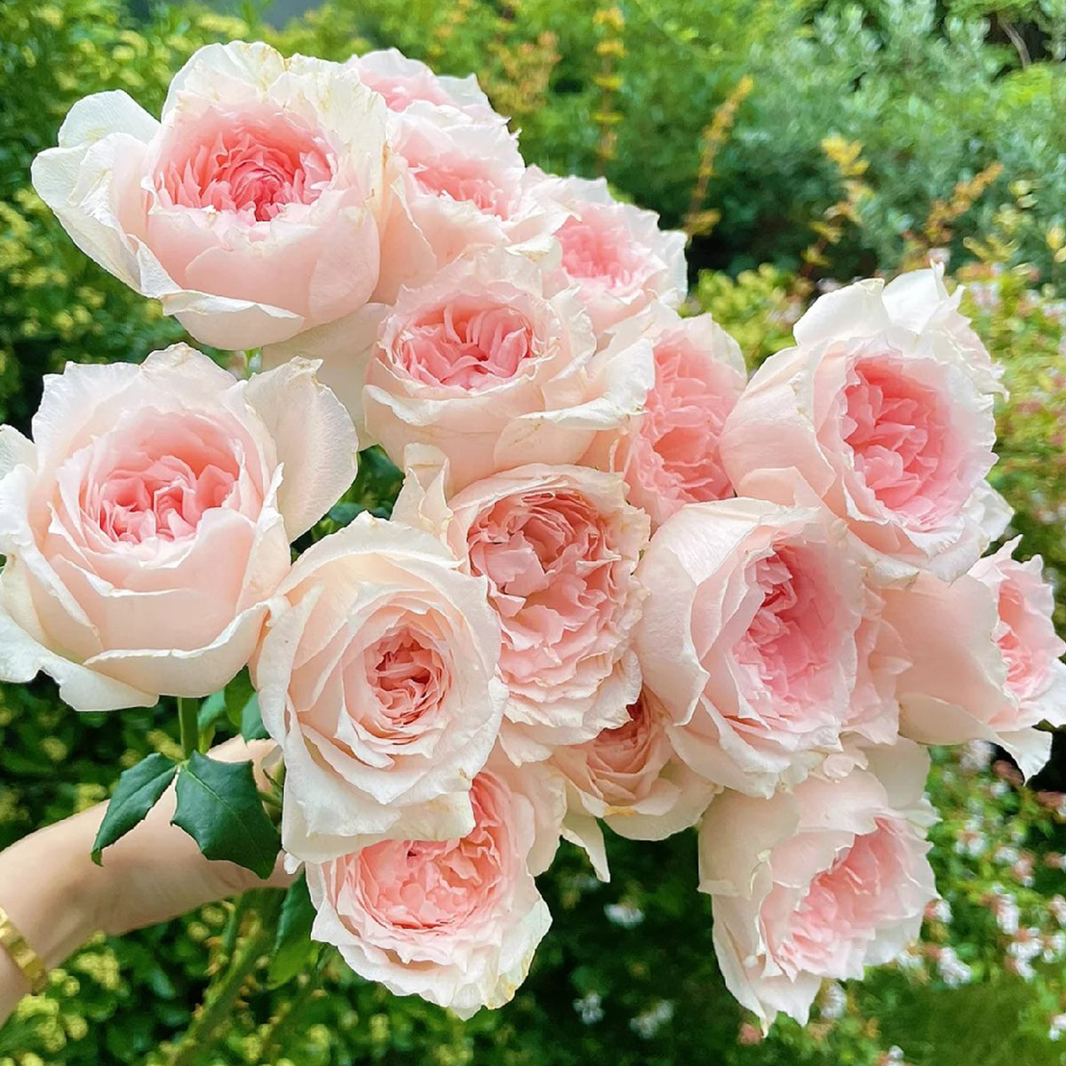 Shojun Roses Flow Japanese Florist Shrub Rose – Highgarden Roses