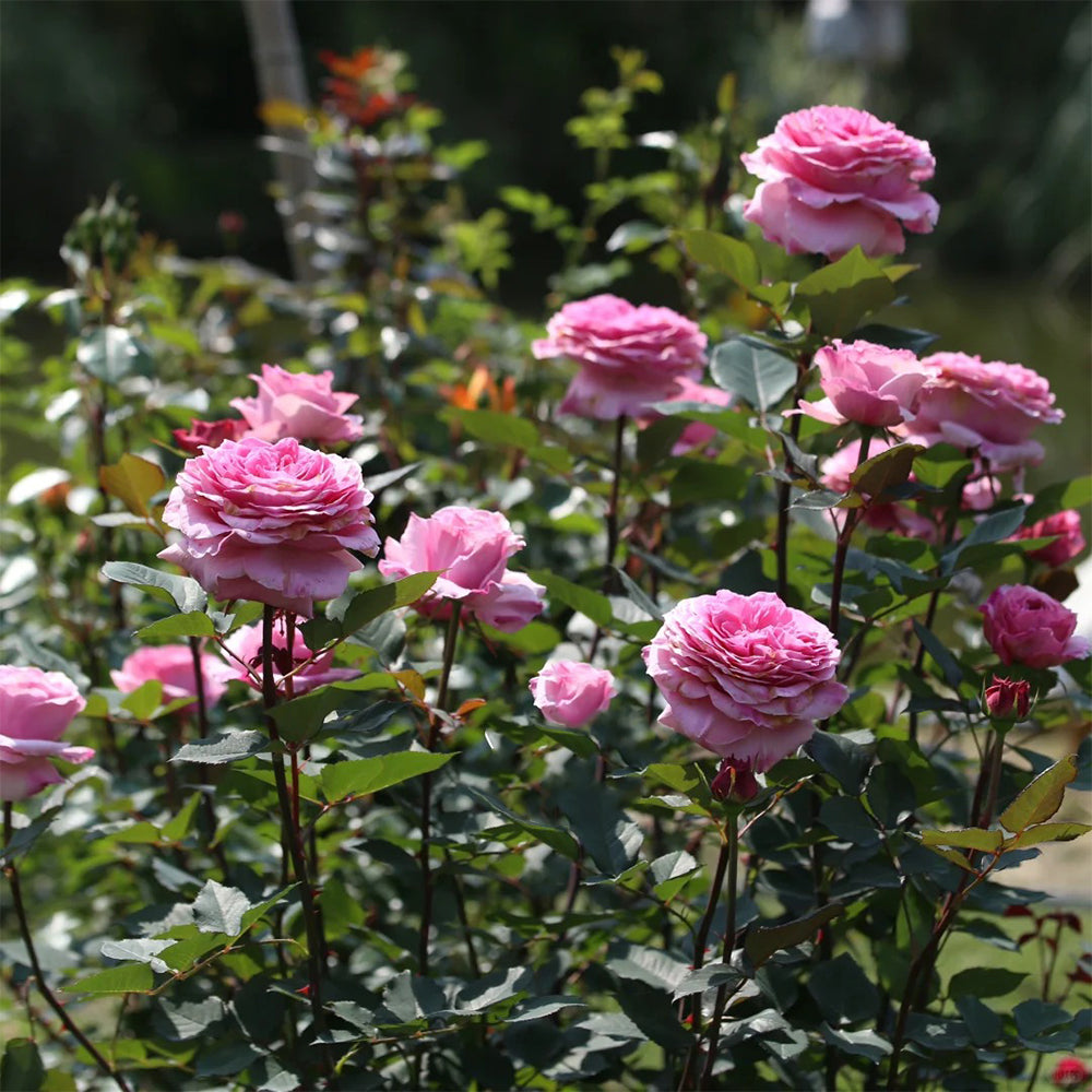 Forbidden Parfum Japanese Florist Shrub Rose