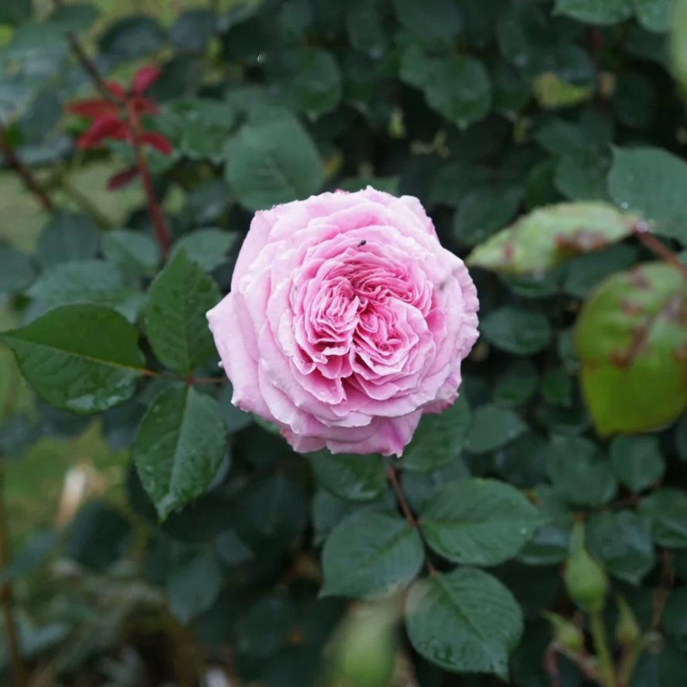 Forbidden Parfum Japanese Florist Shrub Rose