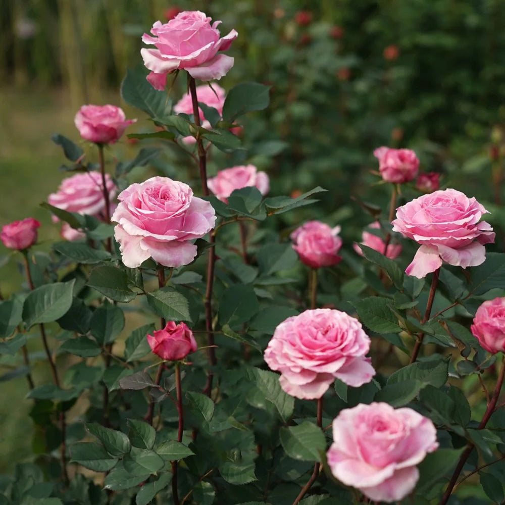 Forbidden Parfum Japanese Florist Shrub Rose