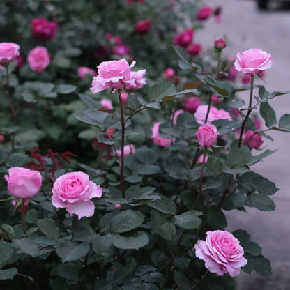 Forbidden Parfum Japanese Florist Shrub Rose