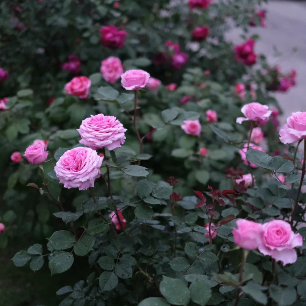 Forbidden Parfum Japanese Florist Shrub Rose