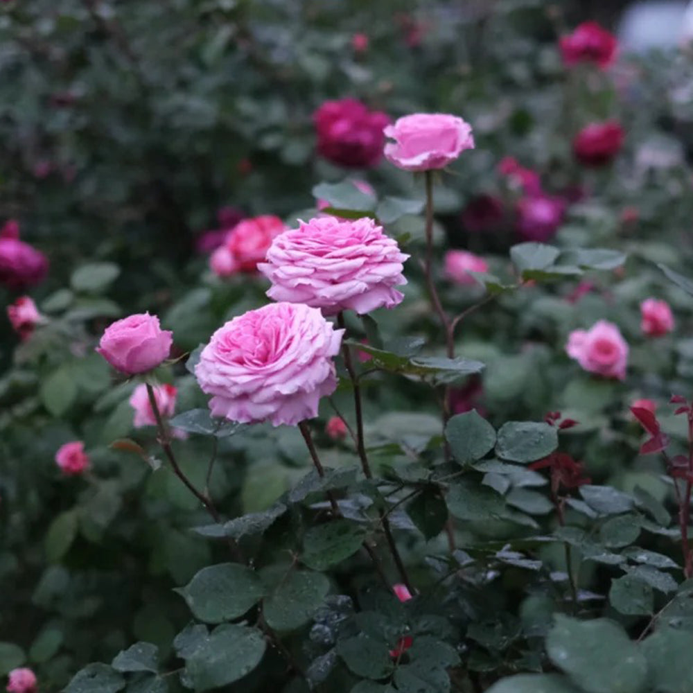 Forbidden Parfum Japanese Florist Shrub Rose