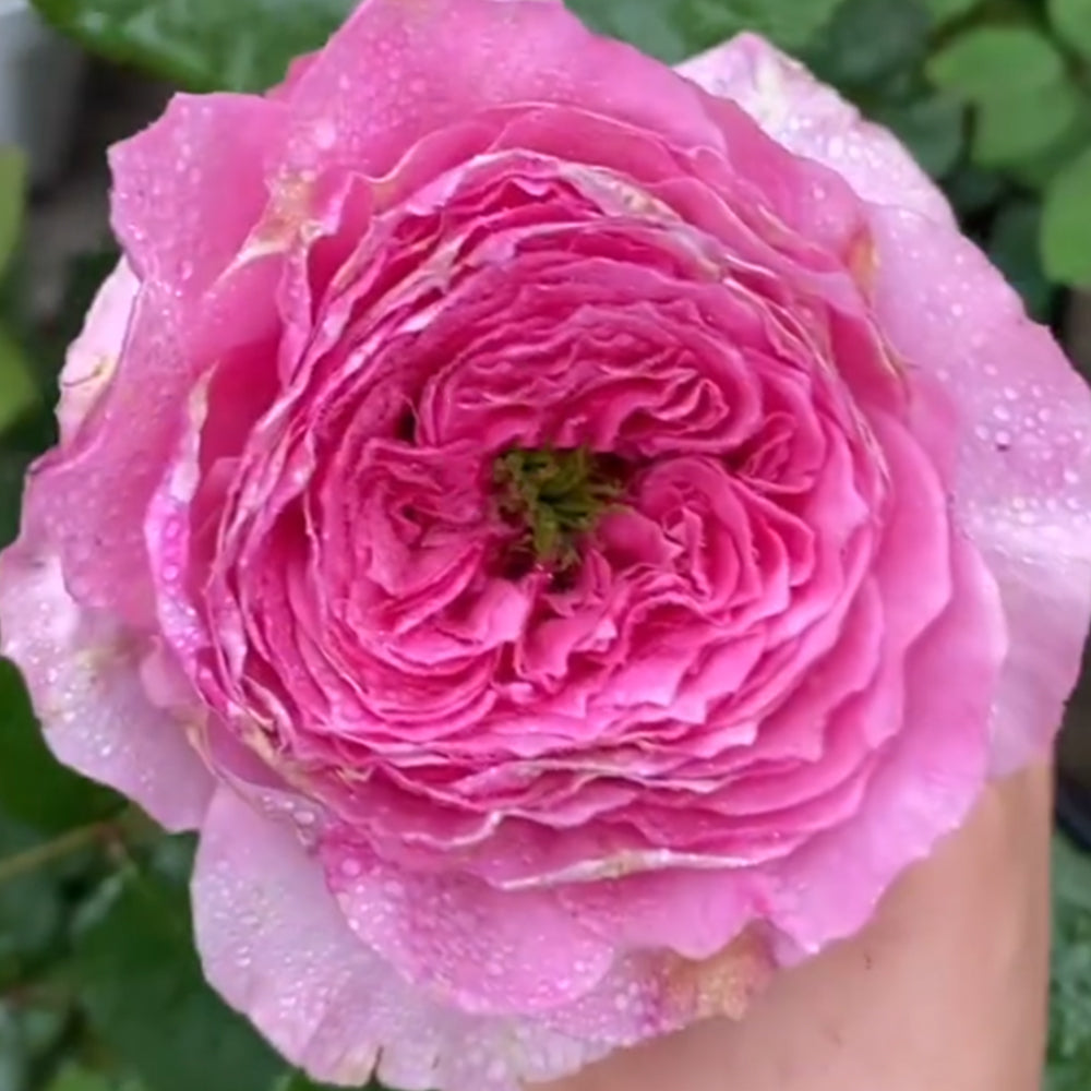 Forbidden Parfum Japanese Florist Shrub Rose