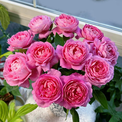 Fragonard French Florist Shrub Rose