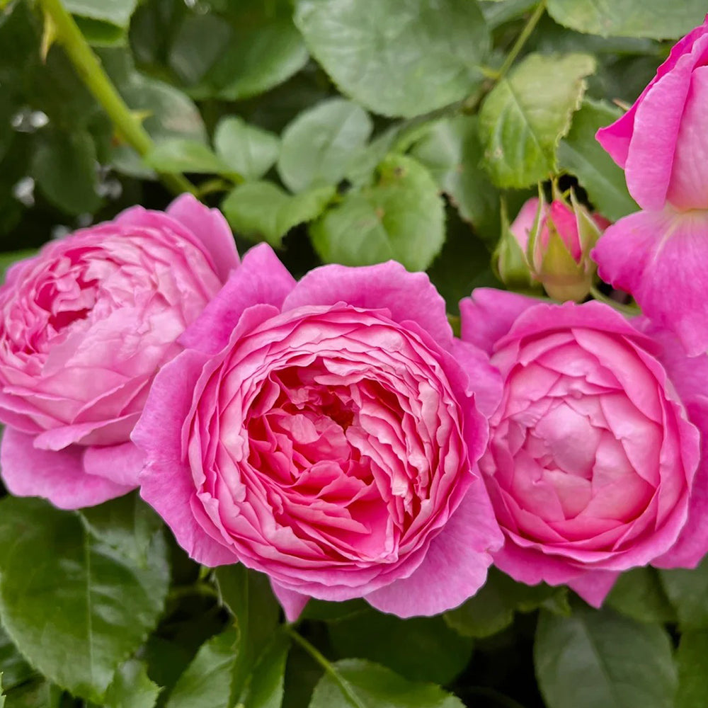 Fragonard French Florist Shrub Rose