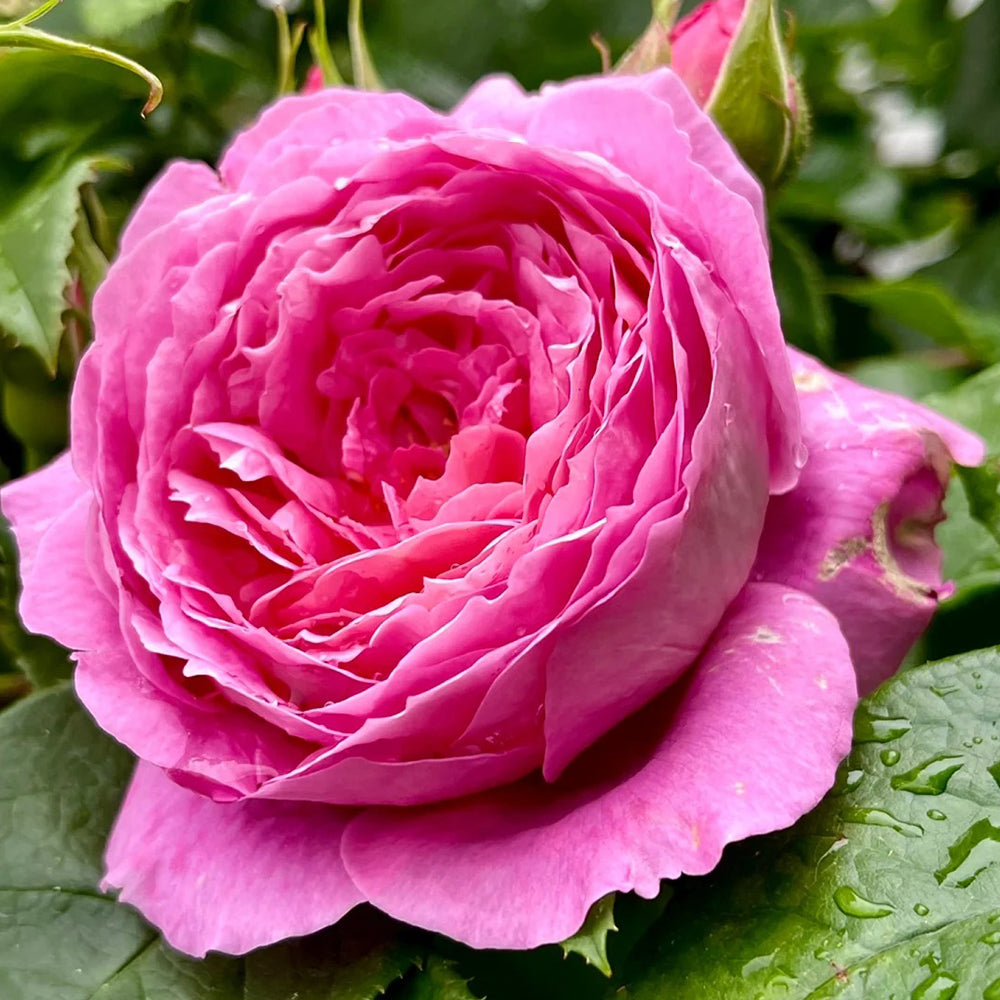 Fragonard French Florist Shrub Rose