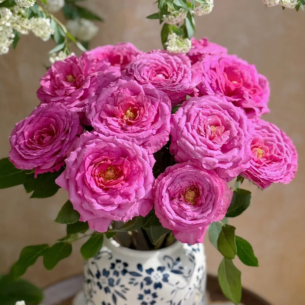 Fragonard French Florist Shrub Rose