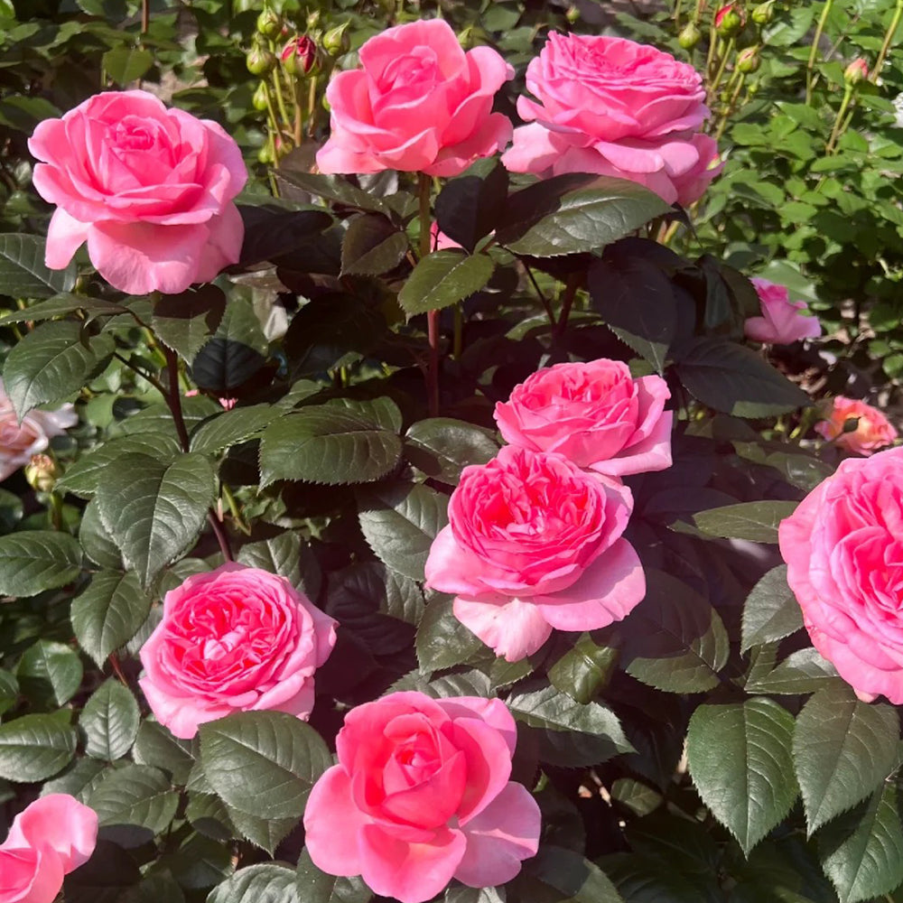 Fragonard French Florist Shrub Rose