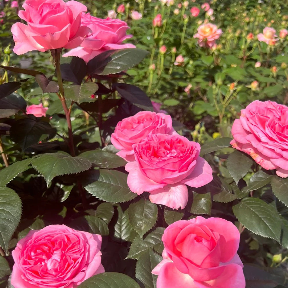 Fragonard French Florist Shrub Rose