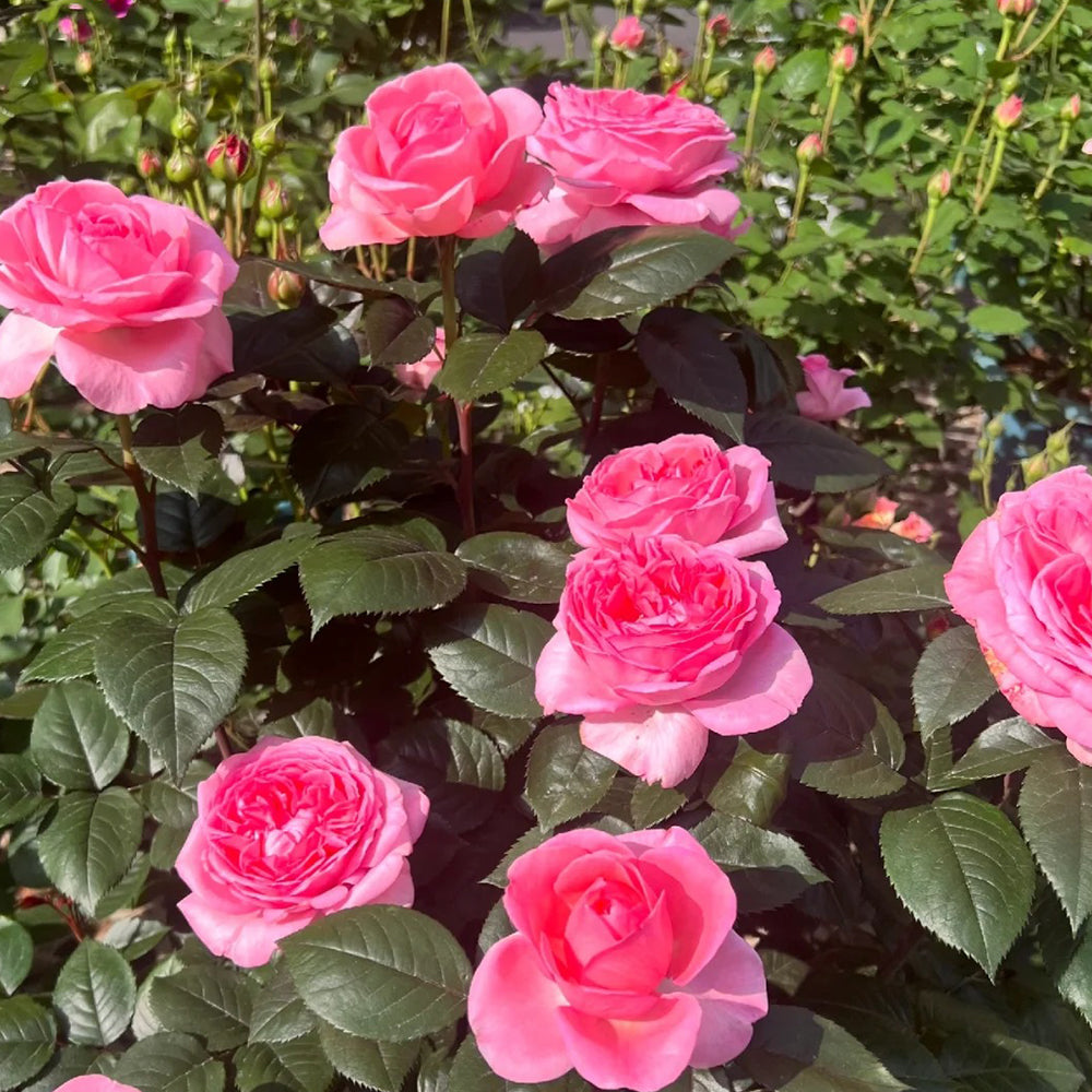Fragonard French Florist Shrub Rose